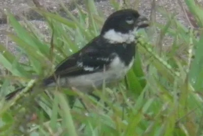 Cute small bird jigsaw puzzle