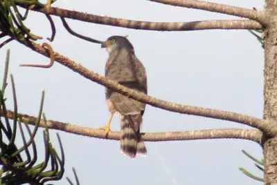 The great hawk of the town jigsaw puzzle