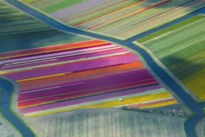 CAMPO DE TULIPANES