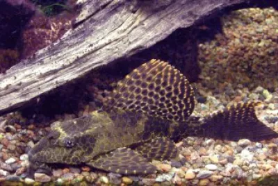 Sailfin pleco jigsaw puzzle