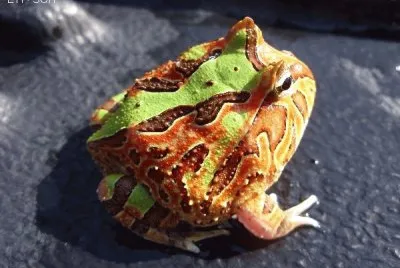 Cornuta jigsaw puzzle