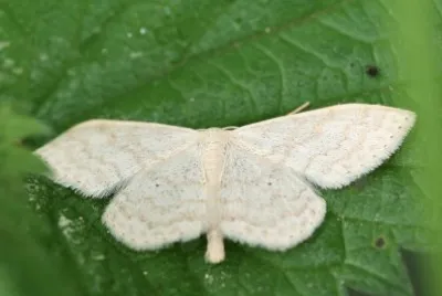 scopula floslactata jigsaw puzzle