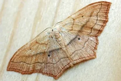 Scopula imitaria jigsaw puzzle