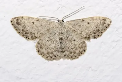 Scopula marginepunctata jigsaw puzzle