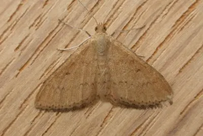 Scopula rubraria jigsaw puzzle