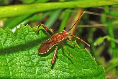 Camptopus lateralis jigsaw puzzle