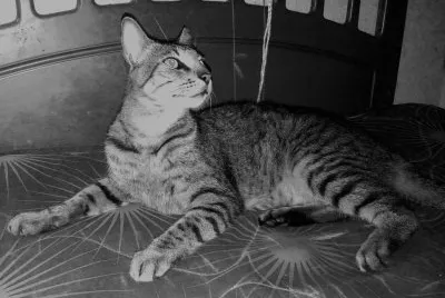 My cuten cat mummy surreal jigsaw puzzle