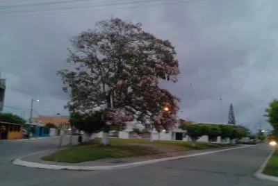 פאזל של Beautiful tree in my town