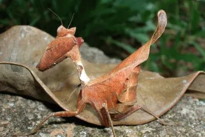 Mantide religiosa foglia morta