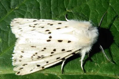 Spilosoma ludricipeda jigsaw puzzle