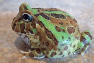 Pacman jigsaw puzzle