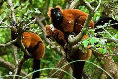 Varecia rubra jigsaw puzzle