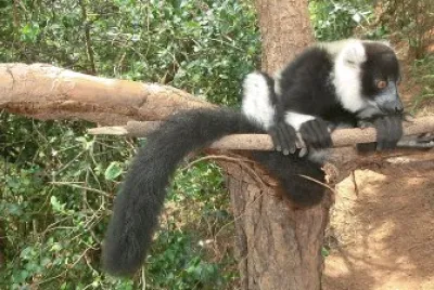 Varecia variegata jigsaw puzzle