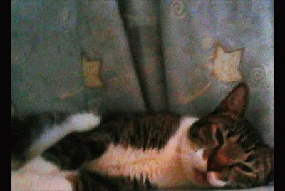 My kitty botitas jigsaw puzzle