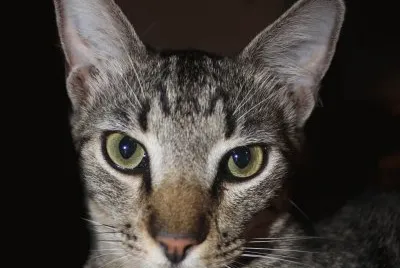 The great mummy close up