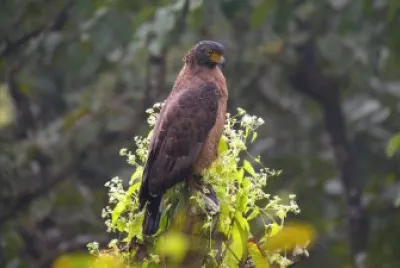 Serpentario crestato