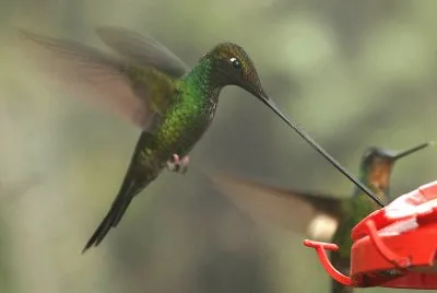 ColibrÃ¬ becco a spada