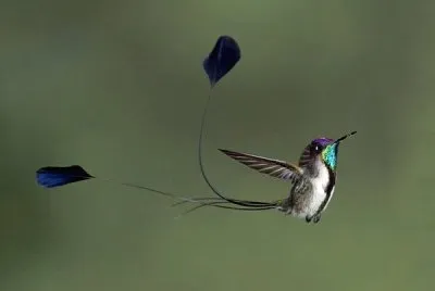 ColibrÃ¬ con coda a spatola