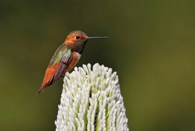 ColibrÃ¬ di allen