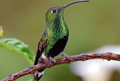 ColibrÃ¬ di lafresnaya