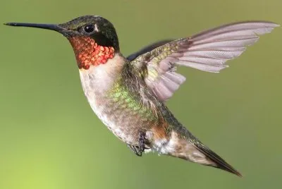 ColibrÃ¬ golarubino