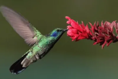 ColibrÃ¬ orecchieviola