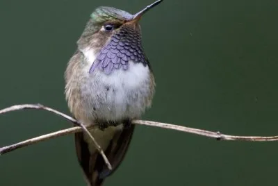 ColibrÃ¬ volcanero