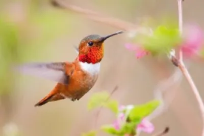 ColibrÃ¬ rosso