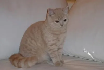 British shorthair creme