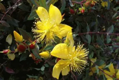 Flor Tota jigsaw puzzle