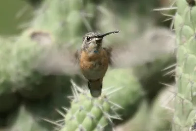 Silvistella dal collare