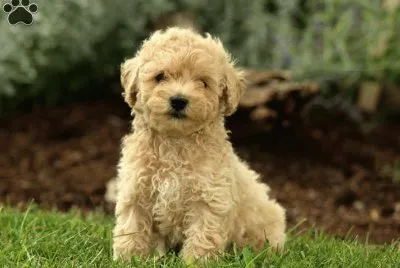 Miniature poodle