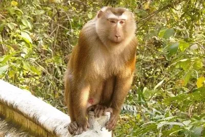 Macaca leonina