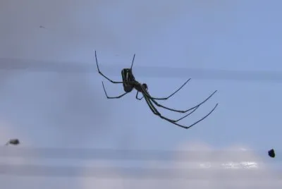 one of my beautiful spider friends