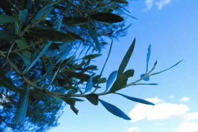 olivo