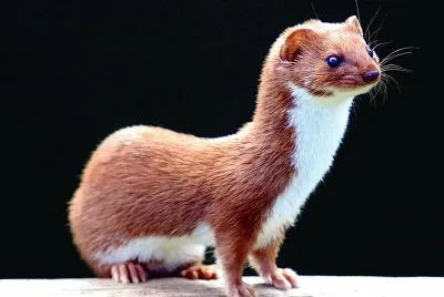 Mustela nivalis