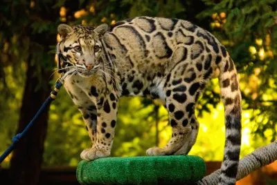 Leopardo nebuloso