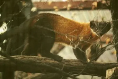 Martora dalla golagialla