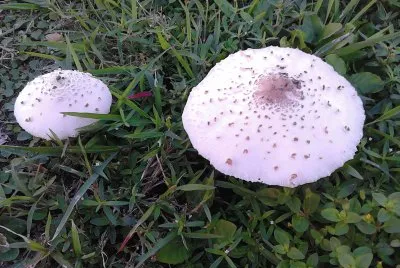 פאזל של mushrooms in my garden