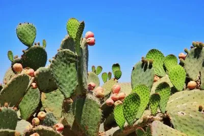 EL NOPAL