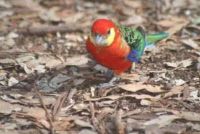 Rosella occidentale