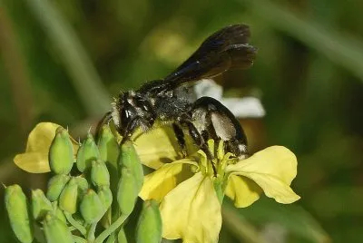 Andrena agilissima