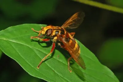 Milesia crabroniformis