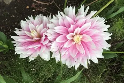 Garden: Pink flowers jigsaw puzzle