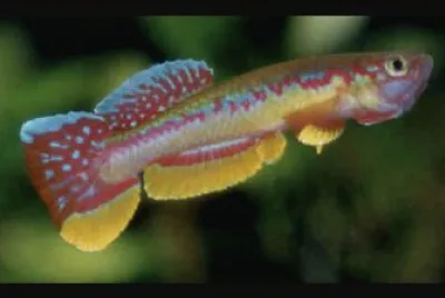 Aphyosemion wachtersi