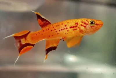 Aphyosemion australe gold