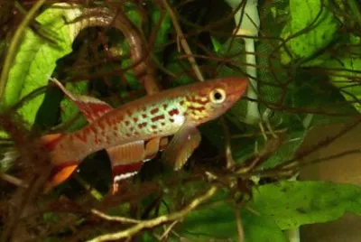 Aphyosemion australe