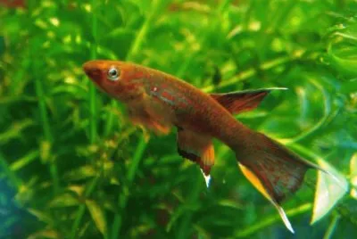 Aphyosemion australe chocolate