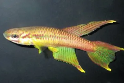 phyosemion splendopleure