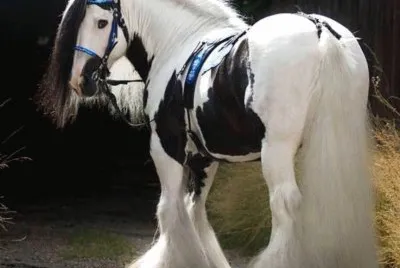 Most beautiful horse I have ever seen jigsaw puzzle